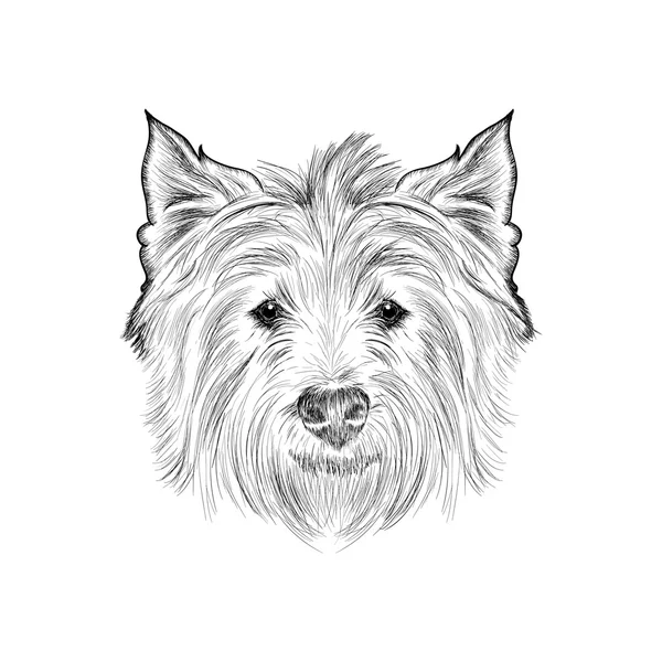 Sketch west highland white terrier. — Stock Vector