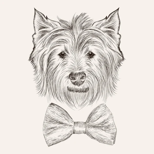 Highland terrier with bow tie. — Stock Vector