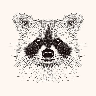Sketch liner raccoon. Hand drawn vector  illustration in doodle  clipart