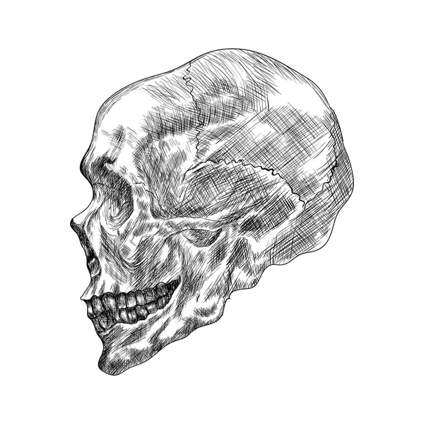 Sketch of profile human skull. Dibujo a mano Vector ilustración — Vector de stock