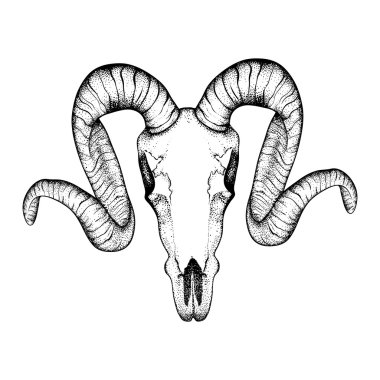 Hand Drawn  goat skull doodle vector illustration. Dotwork fullf
