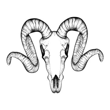 Hand Drawn  goat skull doodle vector illustration. Dotwork fullf clipart