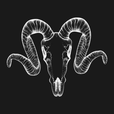Hand Drawn  goat skull doodle vector illustration. Dotwork fullf