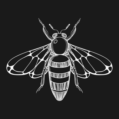 Hand drawn engraving Sketch of  Bee. Vector illustration for tat