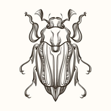 Hand drawn engraving Sketch of  Beetle, May bug. Vector illustra