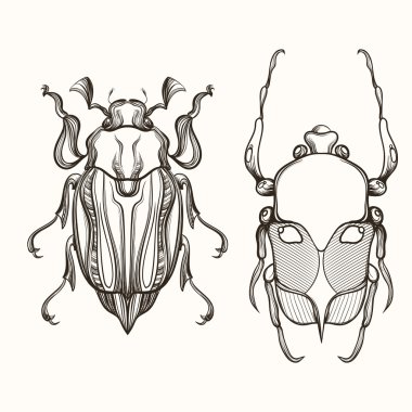 Hand drawn engraving Sketch of Scarab Beetle and May bug. Design