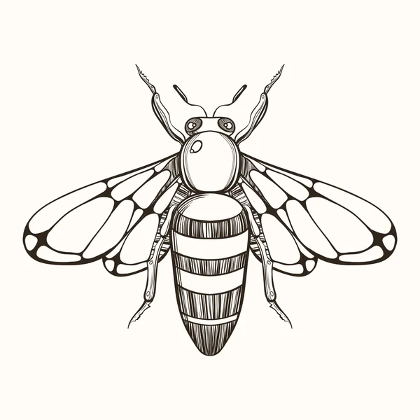 Hand drawn engraving Sketch of  Bee. Vector illustration for tat — Stockový vektor