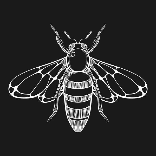 Hand drawn engraving Sketch of  Bee. Vector illustration for tat — Stock vektor