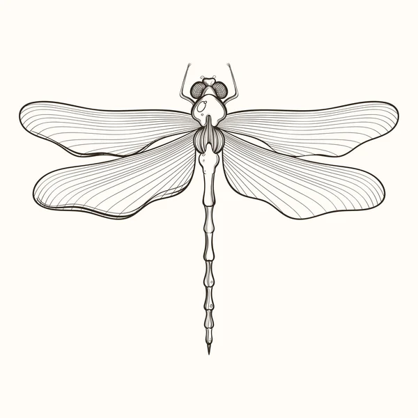 Gravure dessinée à la main Esquisse de libellule. Illustration vectorielle — Image vectorielle