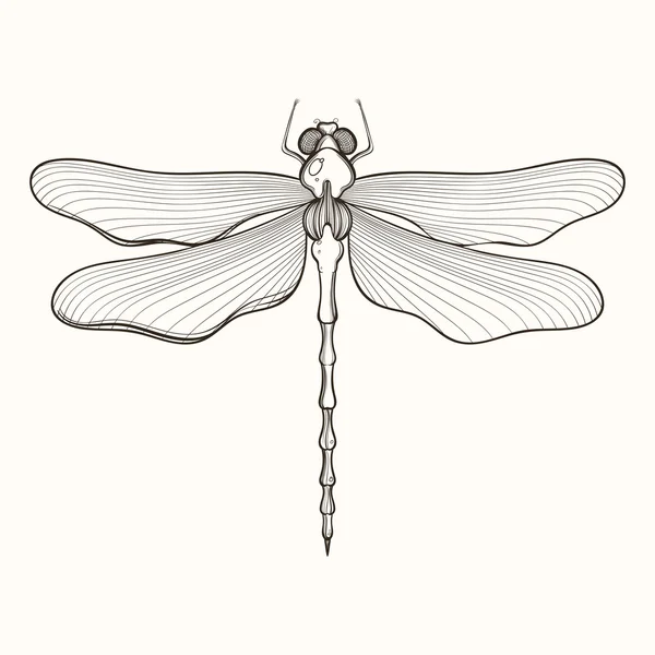 Hand drawn engraving Sketch of Dragonfly. Vector illustration fo — Stock vektor