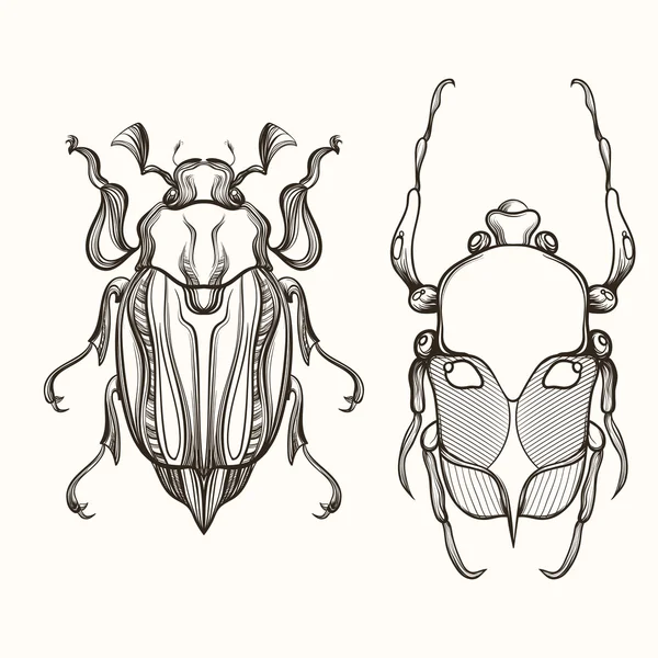 Hand drawn engraving Sketch of Scarab Beetle and May bug. Design — Stock vektor