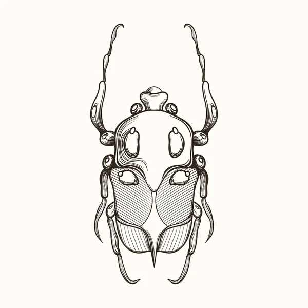 Grabado a mano Sketch of Scarab Beetle, May bug o Europea — Archivo Imágenes Vectoriales