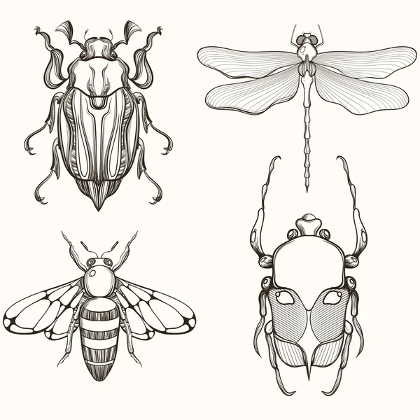 Hand drawn engraving Sketch of Scarab Beetle, May bug, Bee and D — Stock vektor