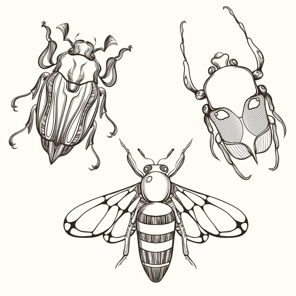 Hand drawn engraving Sketch of Scarab Beetle, May bug and Bee. D Royalty Free Stock Vectors