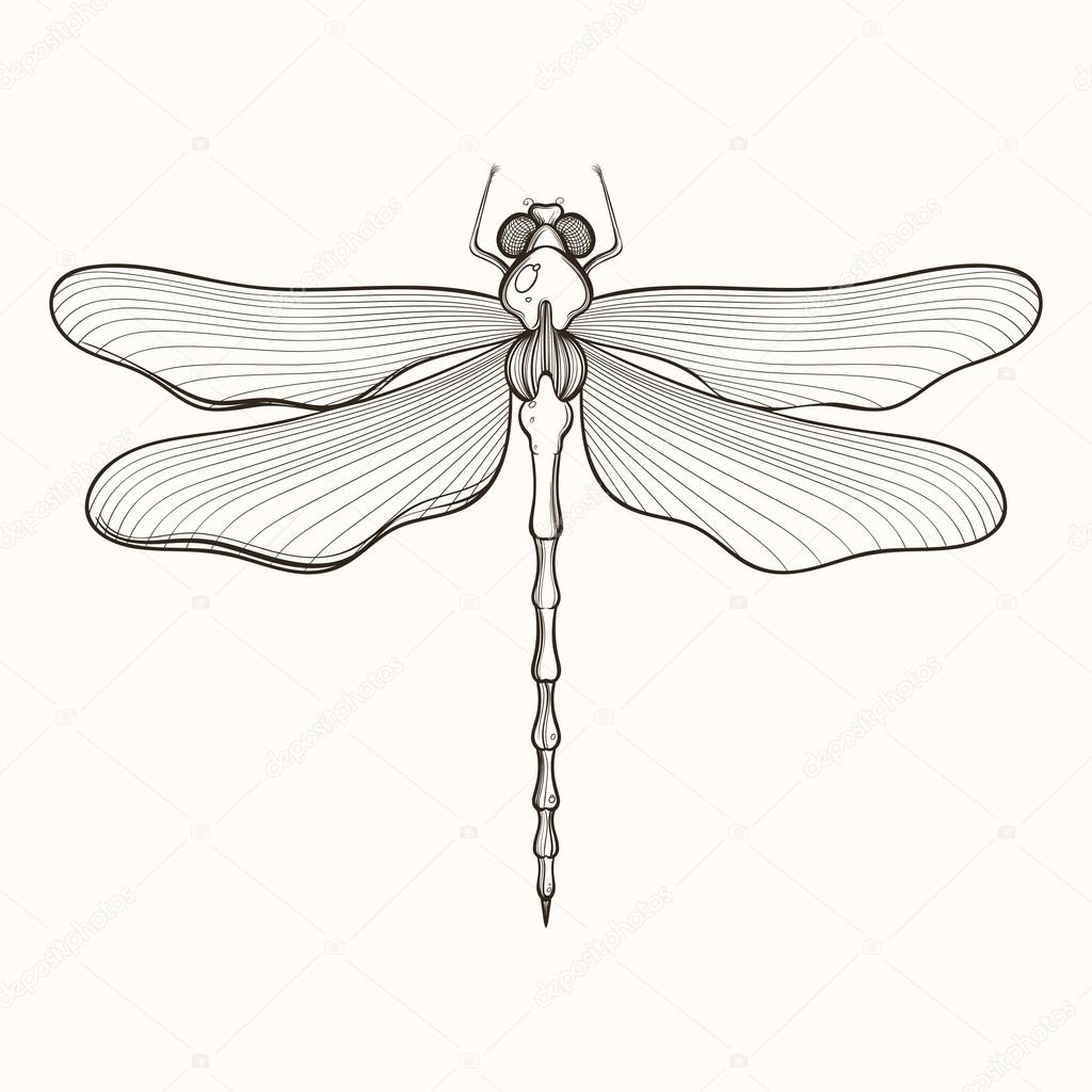 Hand drawn engraving Sketch of Dragonfly. Vector illustration for tattoo and handmade decorative brooch.