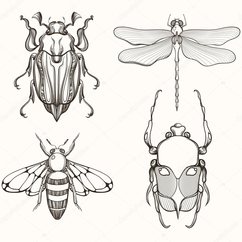 Hand drawn engraving Sketch of Scarab Beetle, May bug, Bee and D