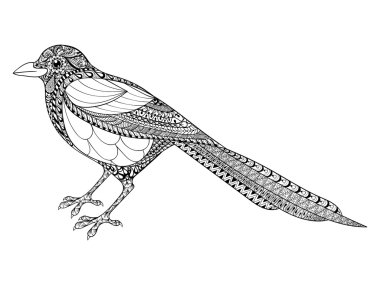 Hand drawn Magpie illustration for antistress Coloring Page with