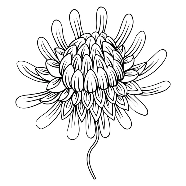 Dibujo para colorear con flores Etlingera, Antorcha jengibre, Filipina W — Vector de stock