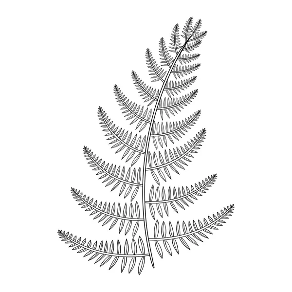 Zentangle vector macho Fern para tatuaje en boho, estilo hipster. O — Vector de stock