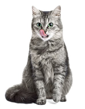 kedi yaladı