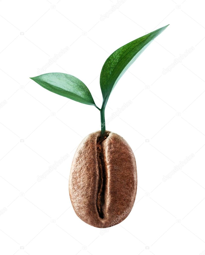 Coffee seed