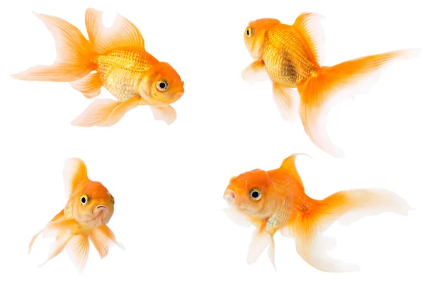 Goldfish Stock Image