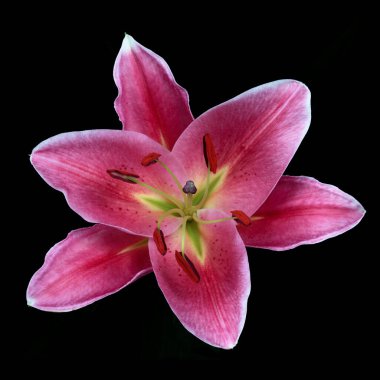 Lilium, siyah arka planda hala hayat var