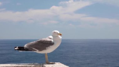 Monte Carlo, Monaco, arkasında deniz olan bir martının zaman aşımı.