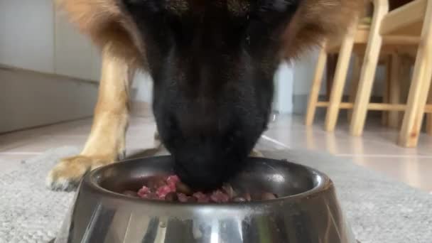 Schäferhund Frisst Hundeleckereien Einer Eisernen Schüssel Nahaufnahme — Stockvideo