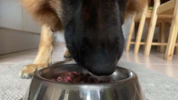 Owczarek Niemiecki Psie Smakołyki Żelaznej Misce Zamknij Się — Wideo stockowe