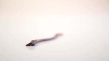 Solucan sette ilerliyor.