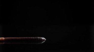 Solucan sette ilerliyor.