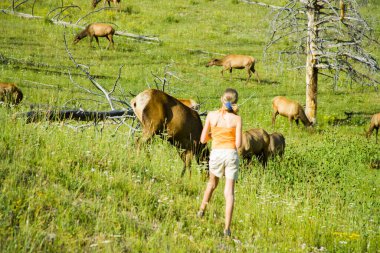 Yellowstone 'un jeotermal alanları birkaç gayzer havzasını içerir. Batı başparmağı Yellowstone Gölü kıyısında.