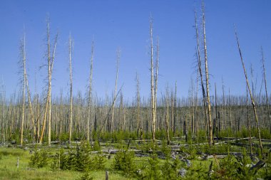 Yellowstone 'un jeotermal alanları birkaç gayzer havzasını içerir. Batı başparmağı Yellowstone Gölü kıyısında.