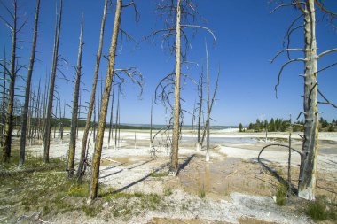 Yellowstone 'un jeotermal alanları birkaç gayzer havzasını içerir. Batı başparmağı Yellowstone Gölü kıyısında.