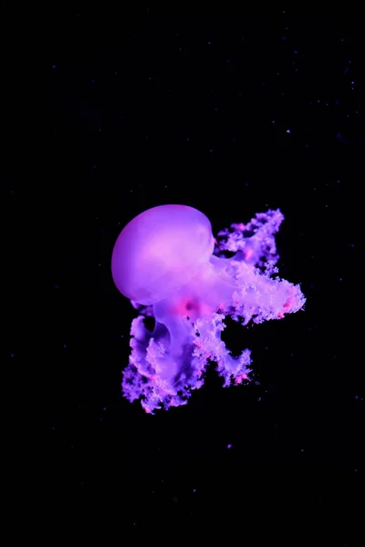 Purple Jellyfish Black Background — Stock Photo, Image