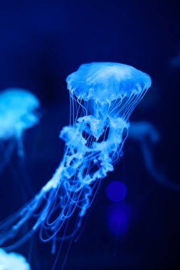 Mavi arka planda parlak neon denizanası.