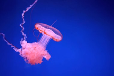 Koyu mavi arka planda parlak pembe denizanası.