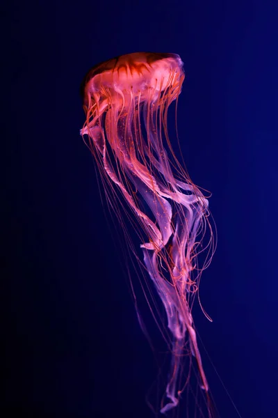 Medusa Rosa Brilhante Fundo Azul Escuro — Fotografia de Stock