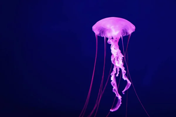 Medusas Rosadas Brillantes Sobre Fondo Azul Oscuro —  Fotos de Stock