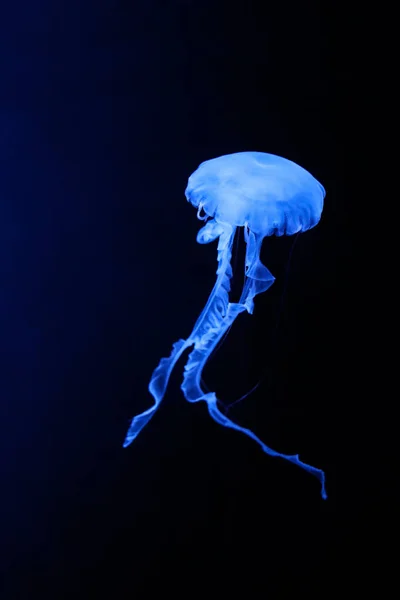 Koyu Arkaplanda Neon Mavi Denizanası — Stok fotoğraf