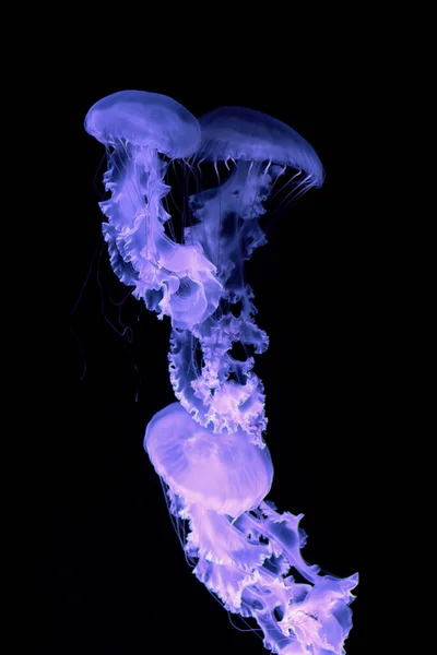 Medusas Roxas Brilhantes Fundo Preto — Fotografia de Stock