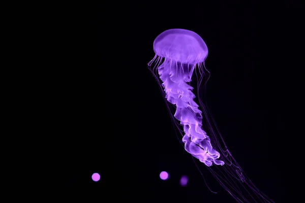 Ярко Фиолетовая Медуза Черном Фоне — стоковое фото