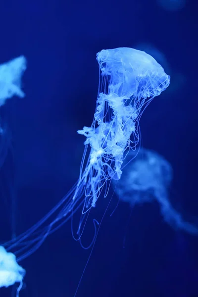 Medusas Azules Neón Sobre Fondo Marino —  Fotos de Stock