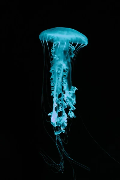 Neonové Teal Medúzy Černém Pozadí — Stock fotografie