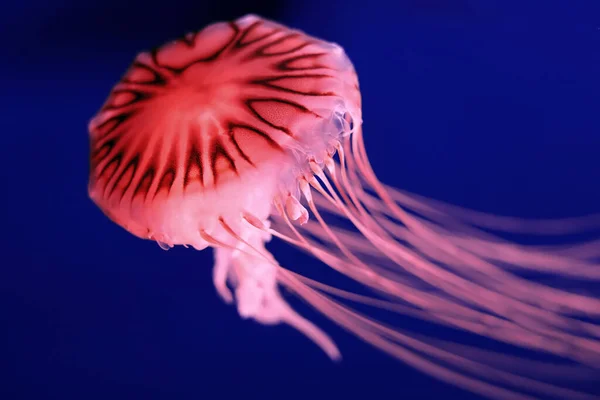 Medusas Rosadas Brillantes Sobre Fondo Azul Oscuro — Foto de Stock