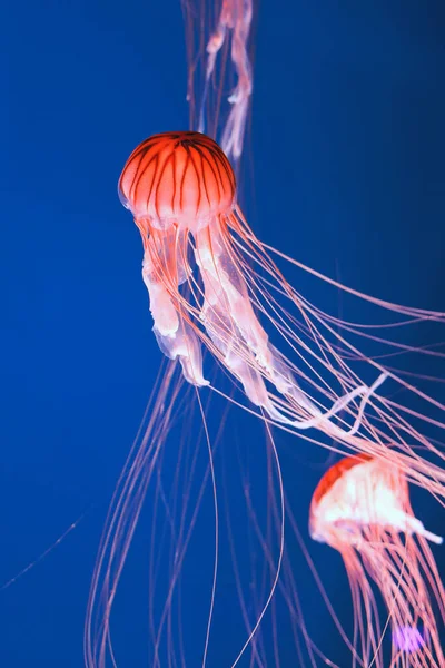 Medusas Rosadas Brillantes Sobre Fondo Azul Oscuro —  Fotos de Stock