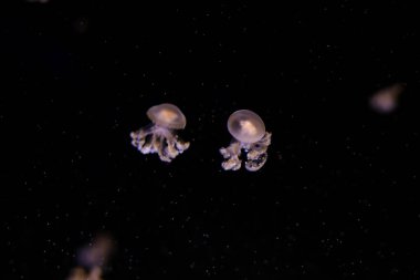 Siyah arka planda küçük denizanaları.