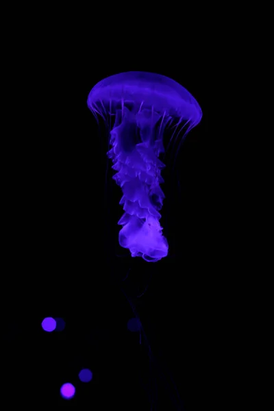 Purple Jellyfish Black Background — Stock Photo, Image