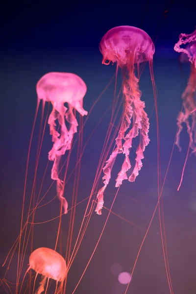 Medusas Rosadas Brillantes Sobre Fondo Oscuro — Foto de Stock
